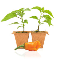 Datil Pepper Plants - The Pepper Pantry (Formerly Marie Sharp's)