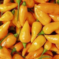 Datil - Seeds - The Pepper Pantry (Formerly Marie Sharp's)