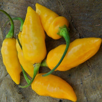 Datil - Seeds - The Pepper Pantry (Formerly Marie Sharp's)