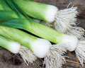 Dawn Giant Leek Seeds
