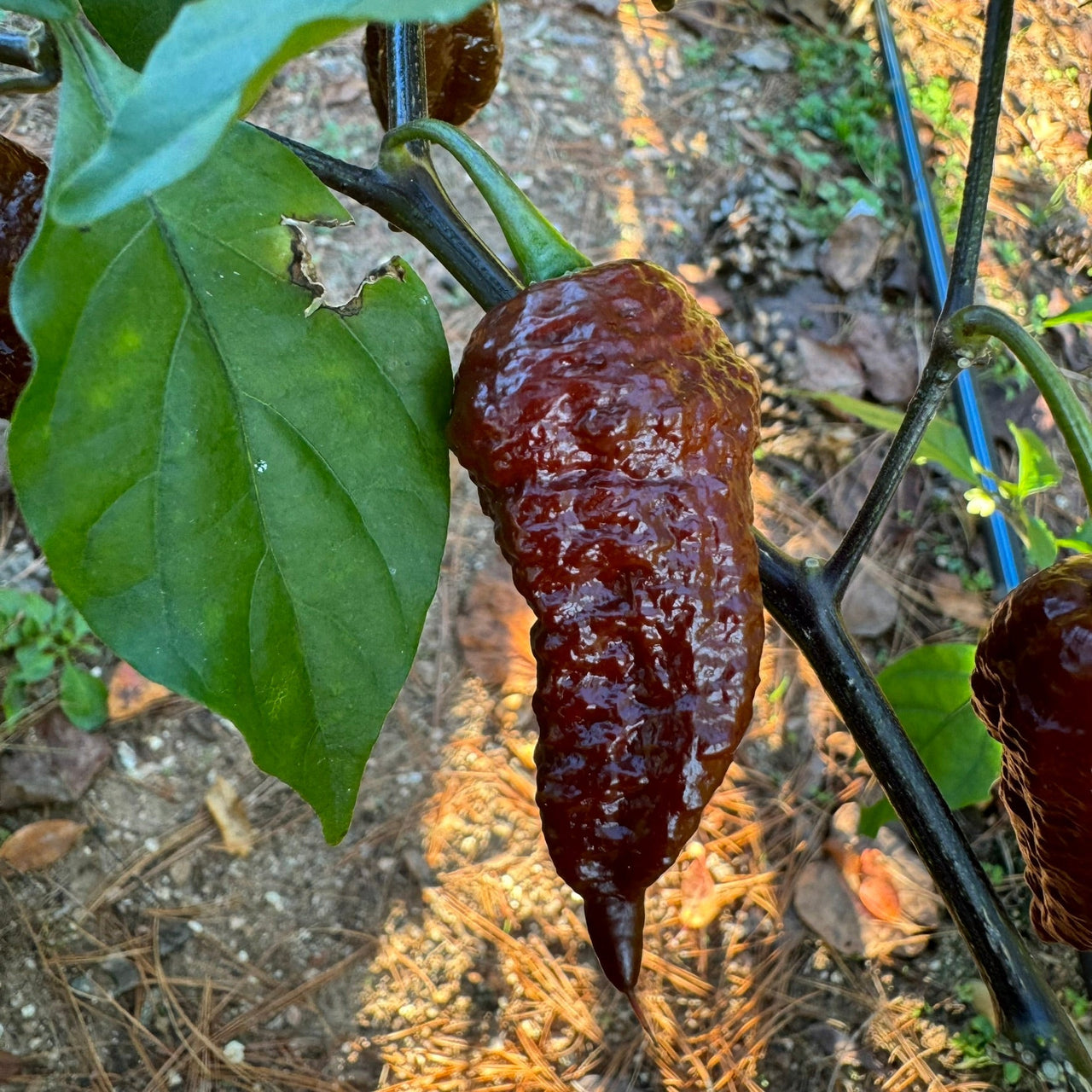 Death Spiral Chocolate - Seeds - The Pepper Pantry (Formerly Marie Sharp's)