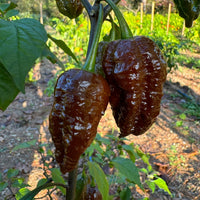 Death Spiral Chocolate - Seeds - The Pepper Pantry (Formerly Marie Sharp's)