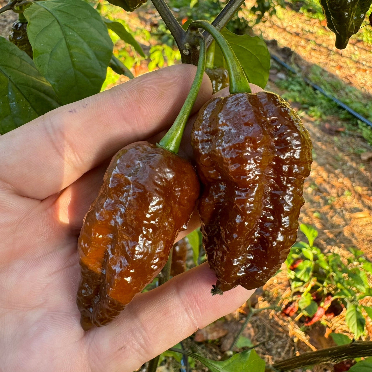 Death Spiral Chocolate - Seeds - The Pepper Pantry (Formerly Marie Sharp's)