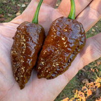 Death Spiral Chocolate - Seeds - The Pepper Pantry (Formerly Marie Sharp's)