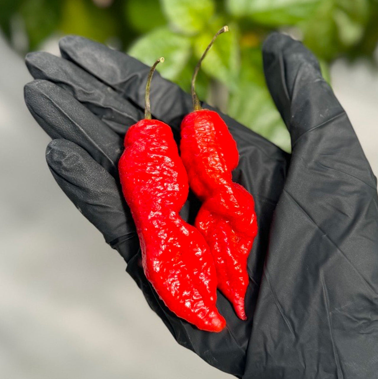 Death Spiral Pepper Seeds - The Pepper Pantry (Formerly Marie Sharp's)