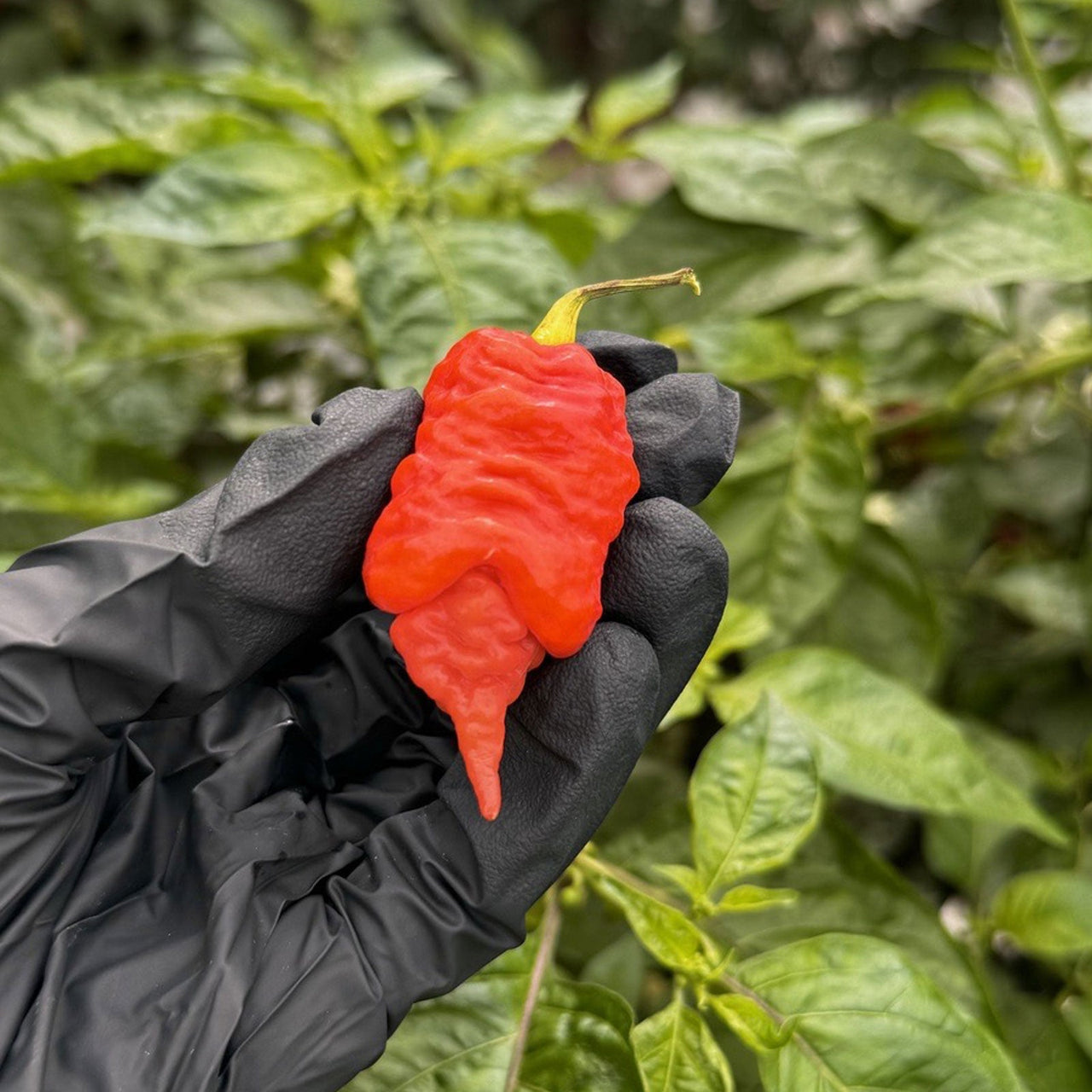 Death Spiral Pepper Seeds - The Pepper Pantry (Formerly Marie Sharp's)