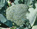 De Cicco Broccoli Seeds