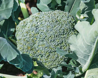 De Cicco Broccoli Seeds