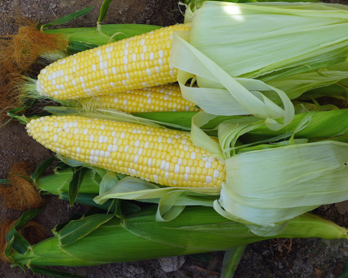 Delectable RM (bicolor se+) Hybrid Sweet Corn Seeds