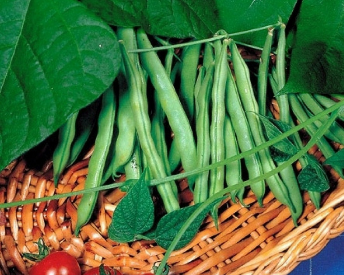 Derby Snap Bean Seeds