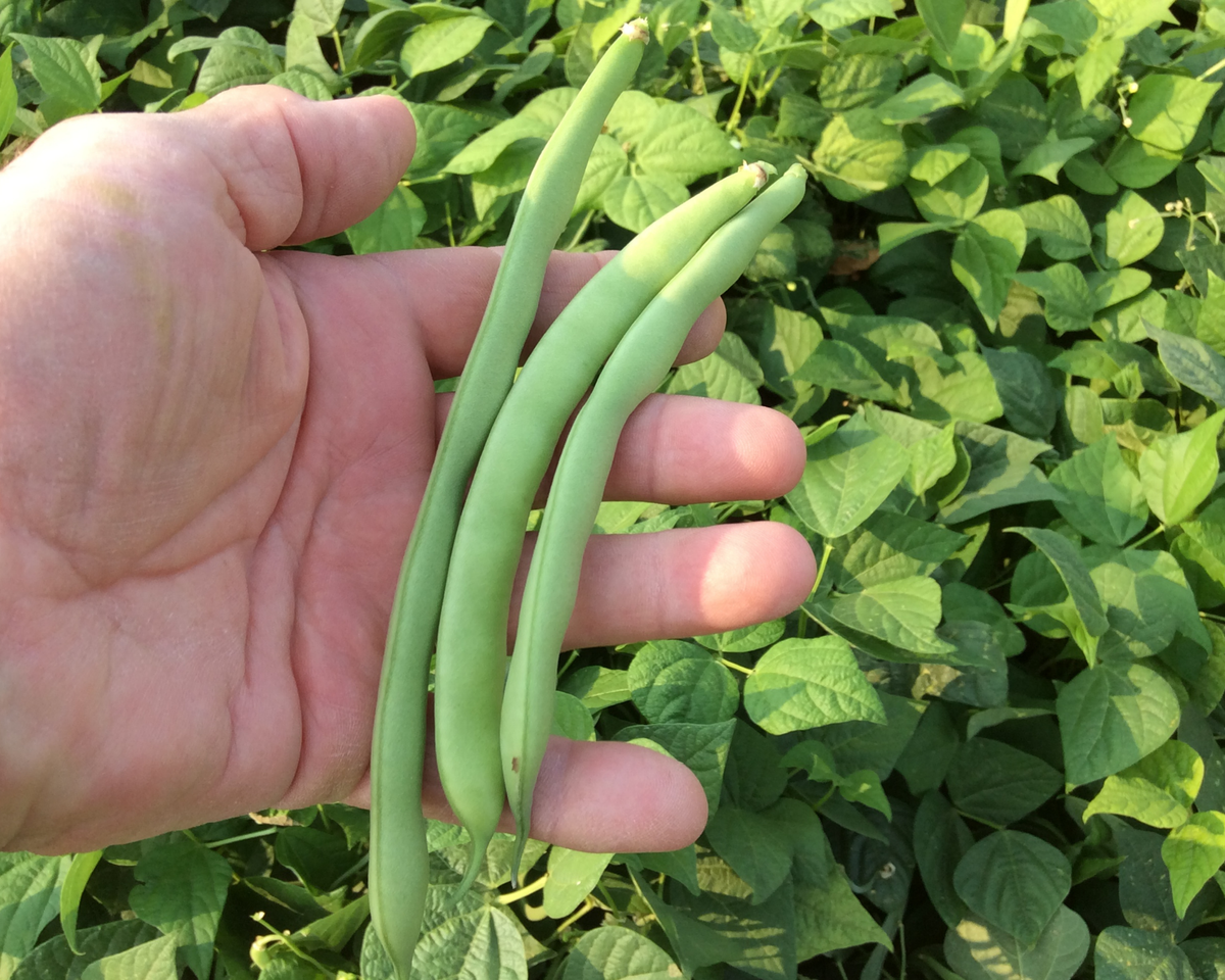 Green Crop Bean Seeds