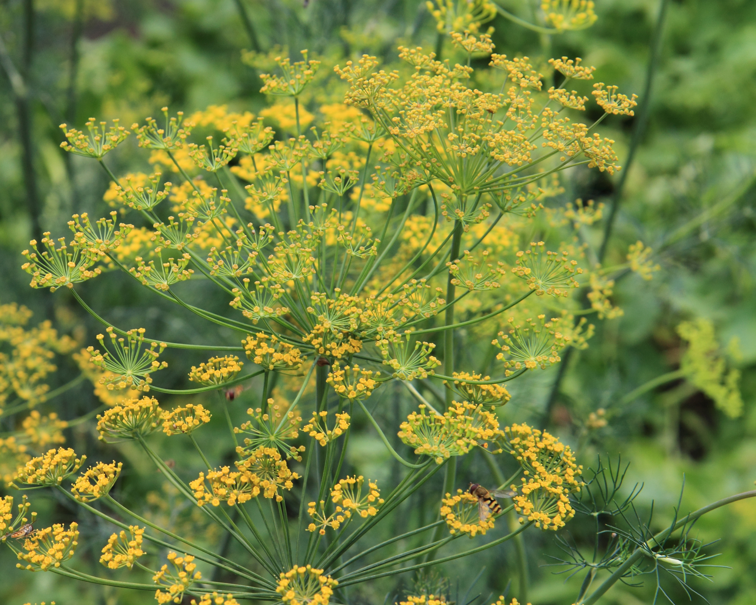 Mammoth Long Island Dill Seeds