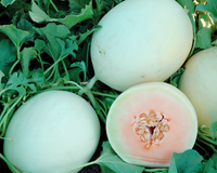 Double Dew Improved Hybrid Melon Seeds