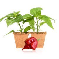 Dragon's Breath Pepper Plants - The Pepper Pantry (Formerly Marie Sharp's)