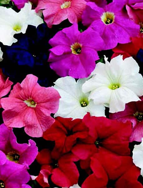Dreams Hybrid Mix Petunia Seeds