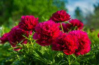 5 GARDEN PEONY Paeonia Lactiflora Red Pink White Mix Chinese Peony Flower Seeds