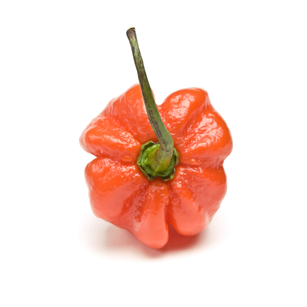 40 Orange SCOTCH BONNET PEPPER very hot Jamaican Capsicum Annuum Vegetable Seeds