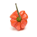 40 Orange SCOTCH BONNET PEPPER very hot Jamaican Capsicum Annuum Vegetable Seeds