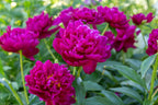 5 GARDEN PEONY Paeonia Lactiflora Red Pink White Mix Chinese Peony Flower Seeds