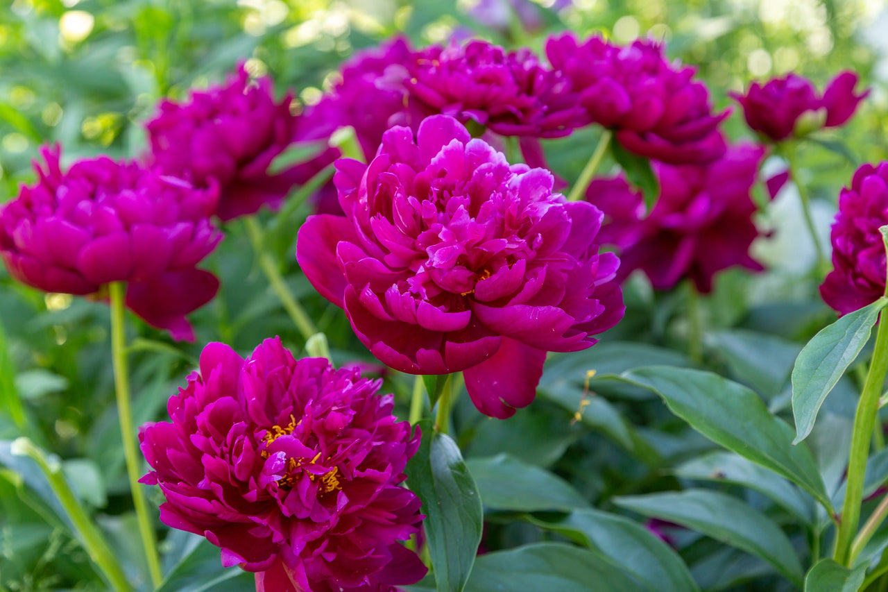 5 GARDEN PEONY Paeonia Lactiflora Red Pink White Mix Chinese Peony Flower Seeds