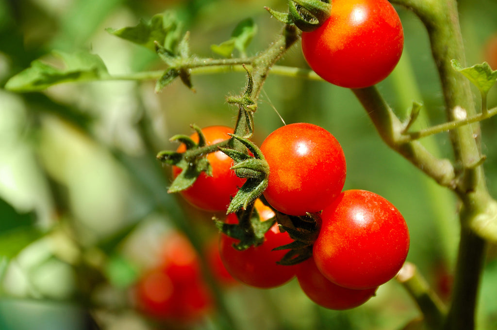 40 ITALIAN TREE TOMATO 'Trip L Crop' Lycopersicon Red Fruit Vegetable Seeds