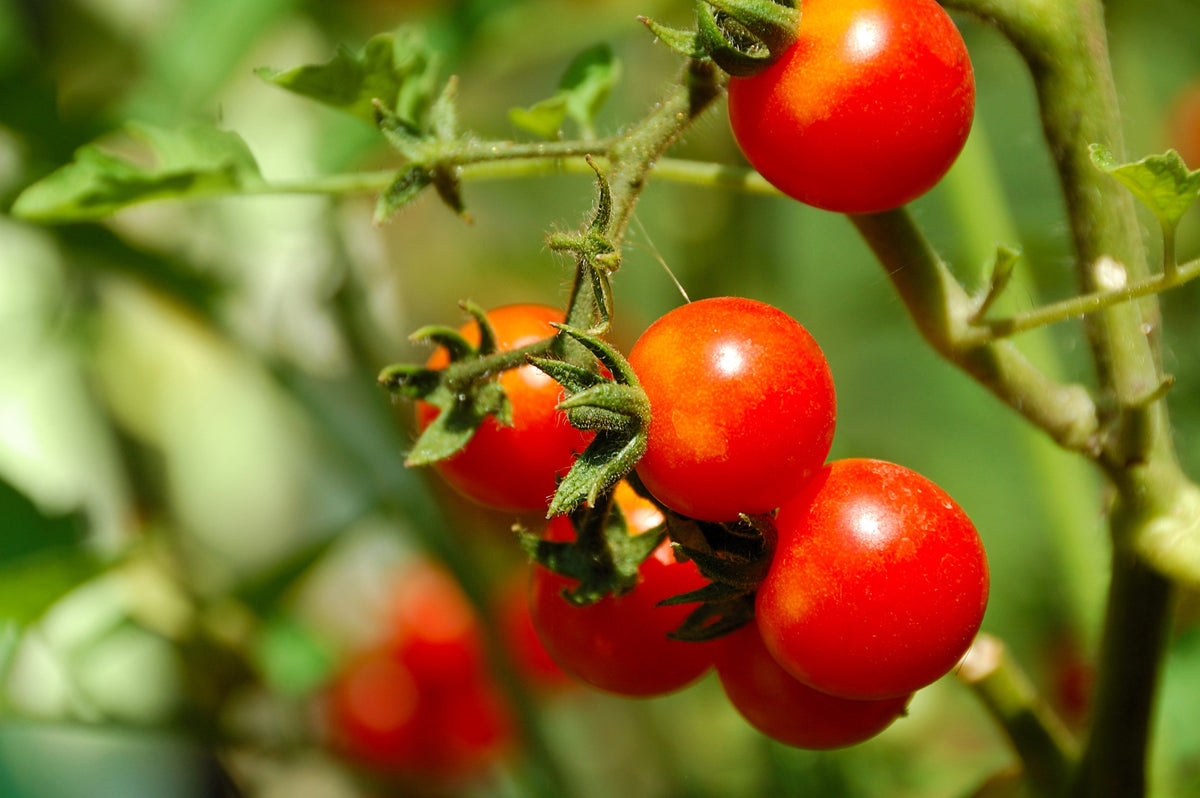40 ITALIAN TREE TOMATO 'Trip L Crop' Lycopersicon Red Fruit Vegetable Seeds