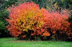 25 SIBERIAN MAPLE TREE Acer Ginnala Seeds - Red Fall Foliage