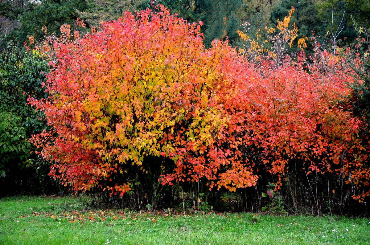 25 SIBERIAN MAPLE TREE Acer Ginnala Seeds - Red Fall Foliage