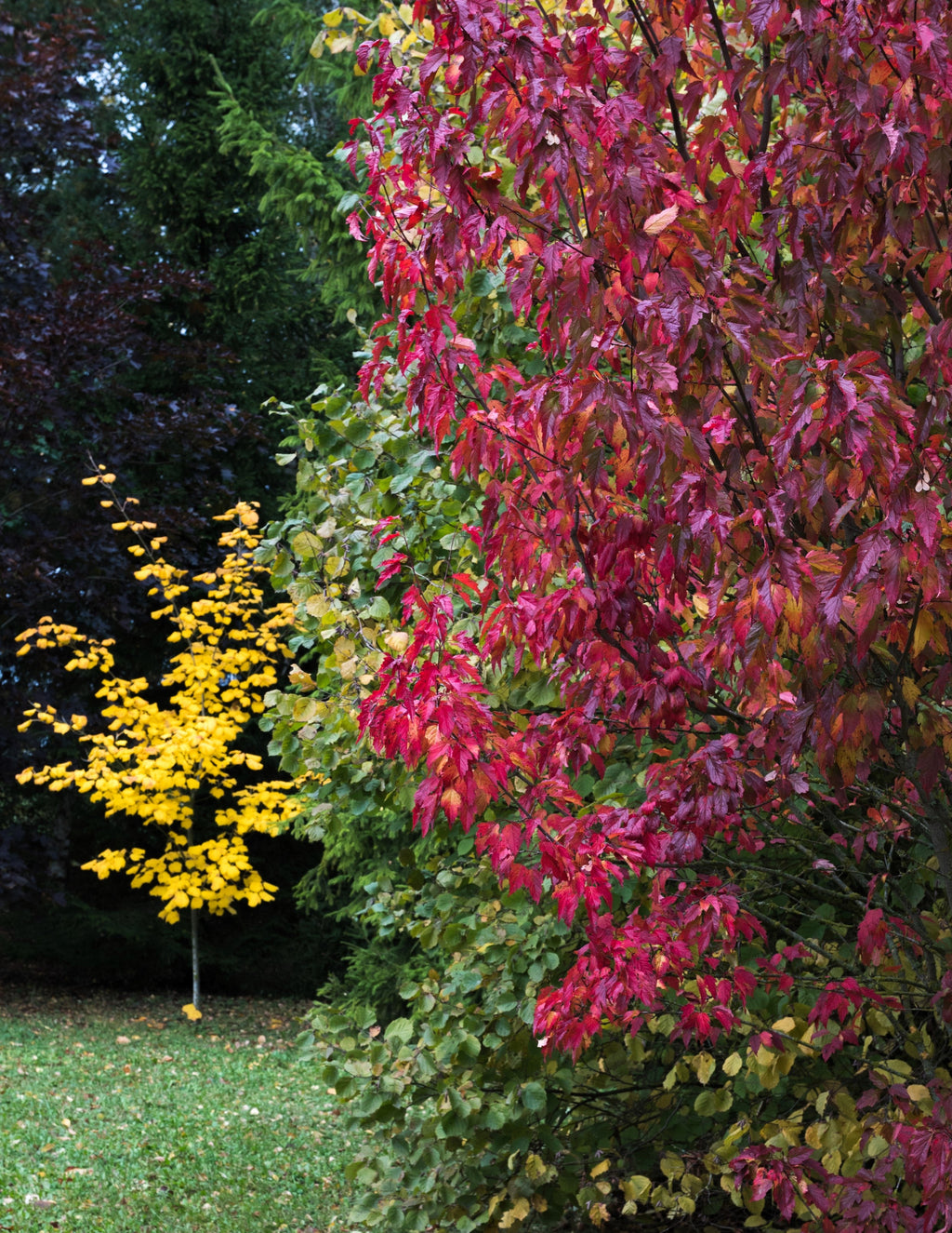 25 SIBERIAN MAPLE TREE Acer Ginnala Seeds - Red Fall Foliage