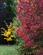 25 SIBERIAN MAPLE TREE Acer Ginnala Seeds - Red Fall Foliage
