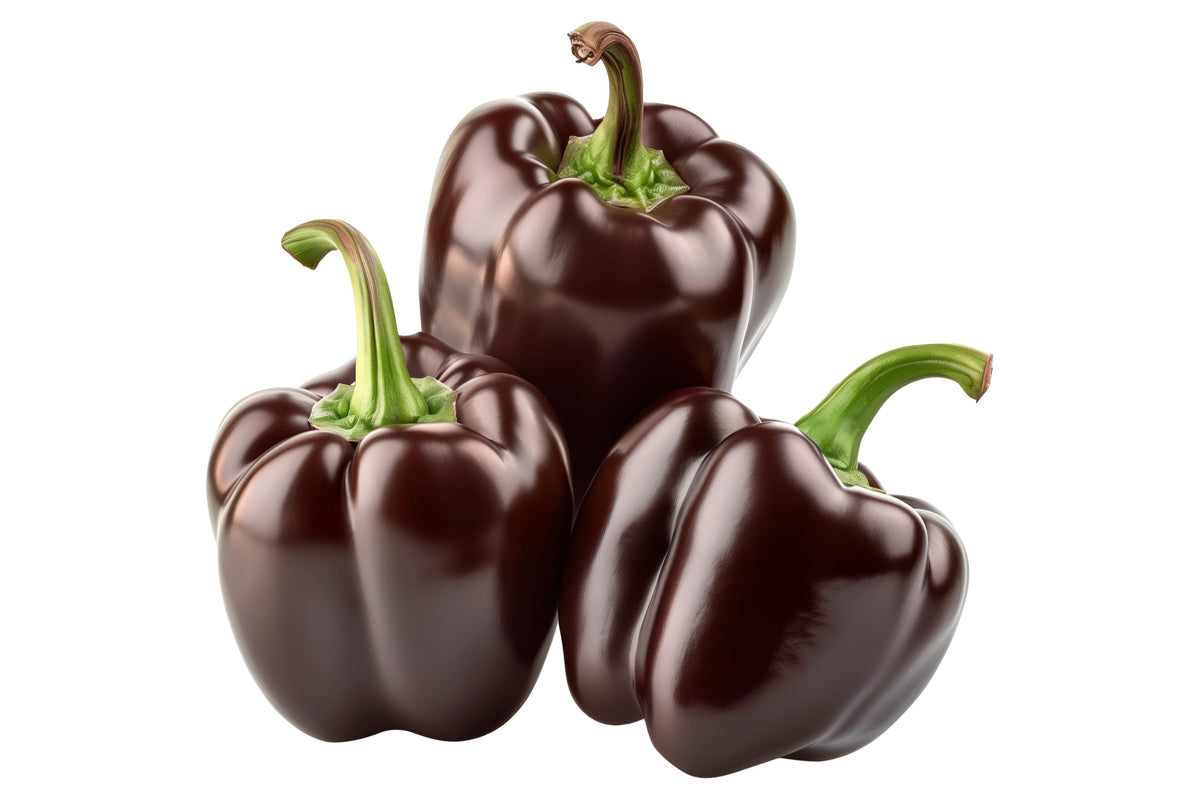 30 CHOCOLATE BEAUTY Bell PEPPER Sweet Brown Capsicum Annuum Vegetable Seeds