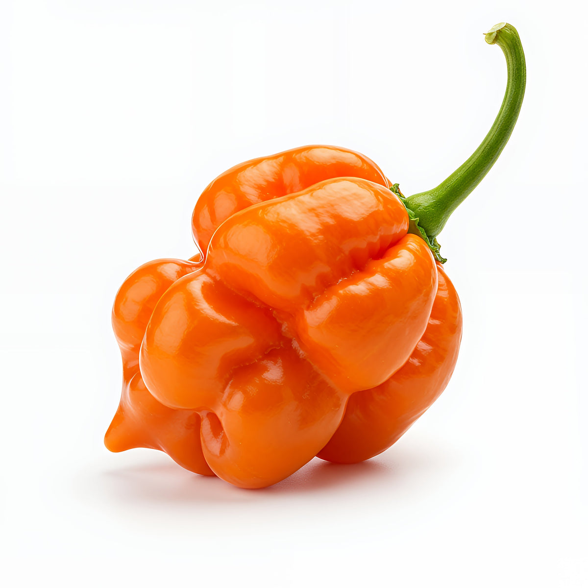 40 Orange SCOTCH BONNET PEPPER very hot Jamaican Capsicum Annuum Vegetable Seeds