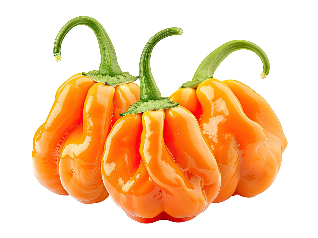 40 Orange SCOTCH BONNET PEPPER very hot Jamaican Capsicum Annuum Vegetable Seeds