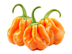 40 Orange SCOTCH BONNET PEPPER very hot Jamaican Capsicum Annuum Vegetable Seeds