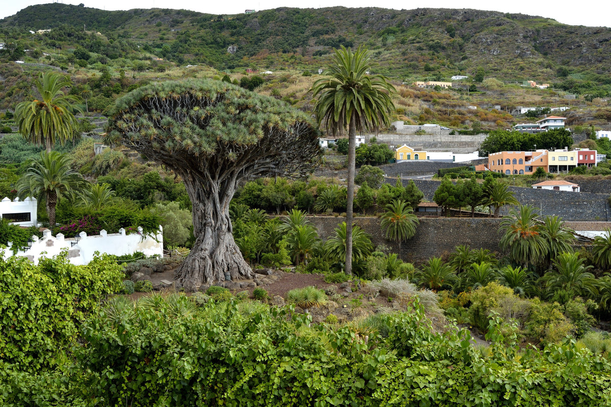 10 DRAGON TREE Dracaena Draco Canary Island Drago Blood Asparagus Yucca Evergreen Succulent Houseplant Orange Berry White Flower Seeds
