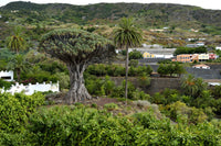 10 DRAGON TREE Dracaena Draco Canary Island Drago Blood Asparagus Yucca Evergreen Succulent Houseplant Orange Berry White Flower Seeds