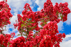 1000 Bulk CREPE MYRTLE Mixed Colors Lagerstroemia Indica Mix Tree Shrub Flower Seeds - Red, Purple, Light Pink, Dark Pink, White, & Lilac