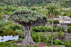 10 DRAGON TREE Dracaena Draco Canary Island Drago Blood Asparagus Yucca Evergreen Succulent Houseplant Orange Berry White Flower Seeds
