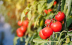 40 ITALIAN TREE TOMATO 'Trip L Crop' Lycopersicon Red Fruit Vegetable Seeds