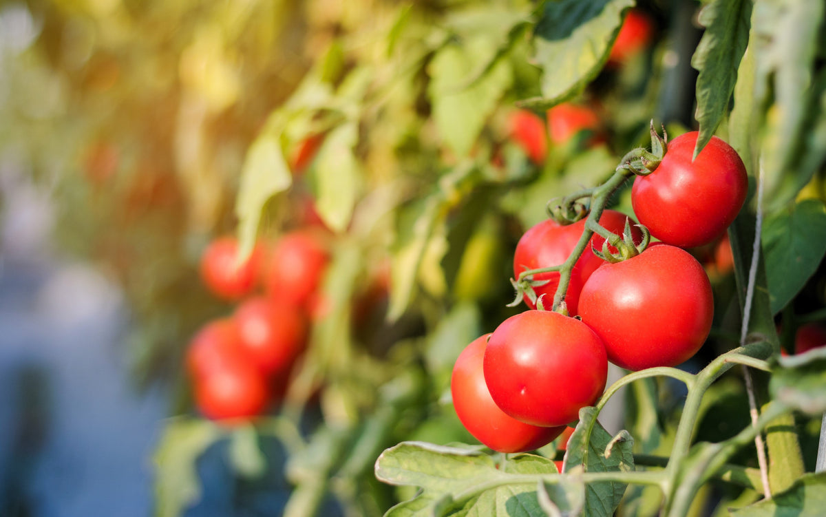40 ITALIAN TREE TOMATO 'Trip L Crop' Lycopersicon Red Fruit Vegetable Seeds