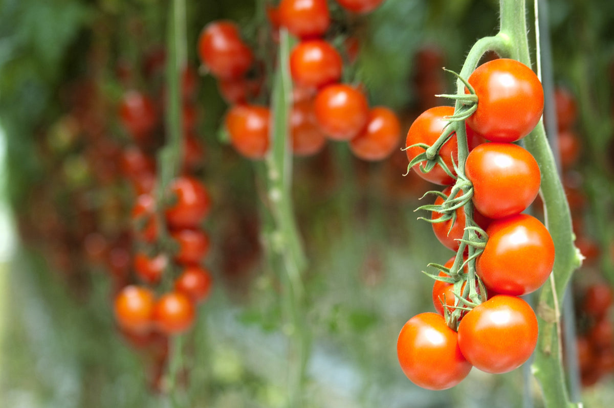 40 ITALIAN TREE TOMATO 'Trip L Crop' Lycopersicon Red Fruit Vegetable Seeds