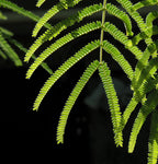20 FEATHER TREE Fern of the Desert Feather Bush Lysiloma Thornberi Watsonii White Flower Shrub Seeds