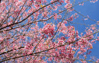 5 HIMALAYAN CHERRY Prunus Cerasoides Pink Flowers Red Fruit Tree Seeds