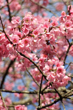 5 HIMALAYAN CHERRY Prunus Cerasoides Pink Flowers Red Fruit Tree Seeds