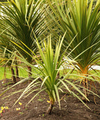 25 BLUE DRACAENA ( Spikes / Broad Leaved Cabbage Tree / Mountain Cabbage ) Cordyline Indivisa Flower Seeds