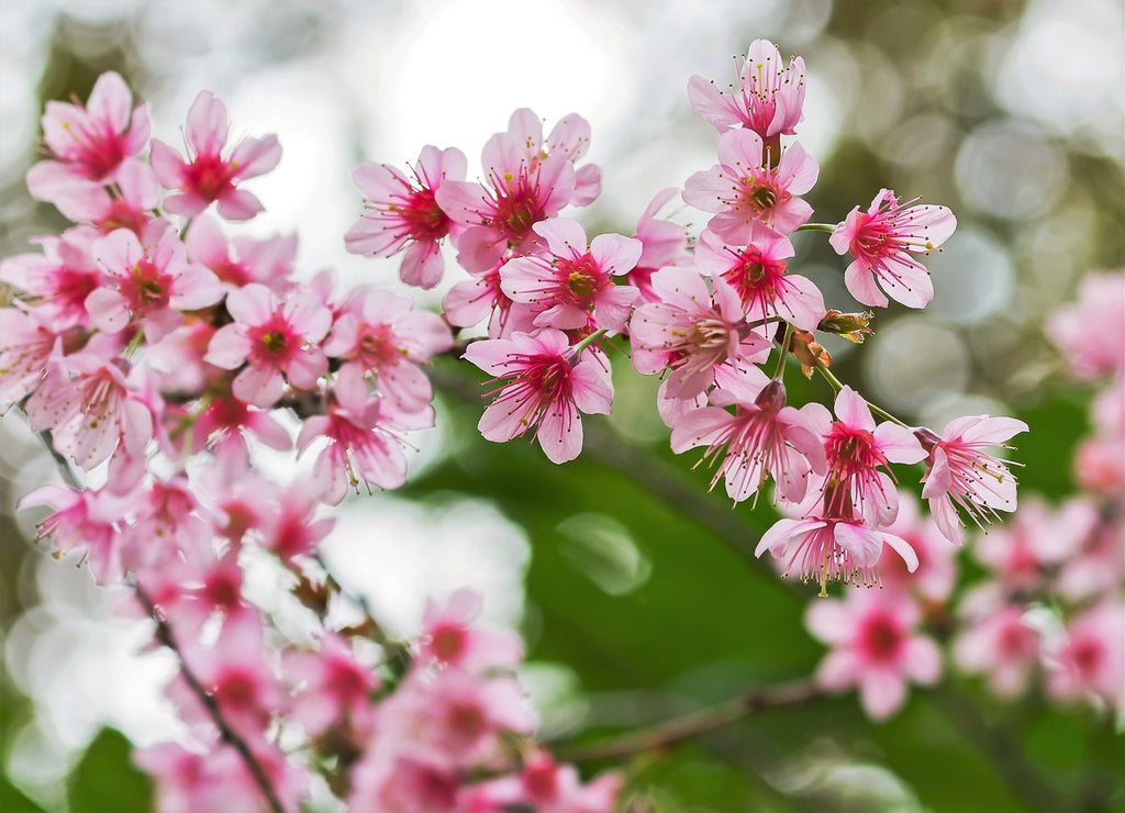 5 HIMALAYAN CHERRY Prunus Cerasoides Pink Flowers Red Fruit Tree Seeds