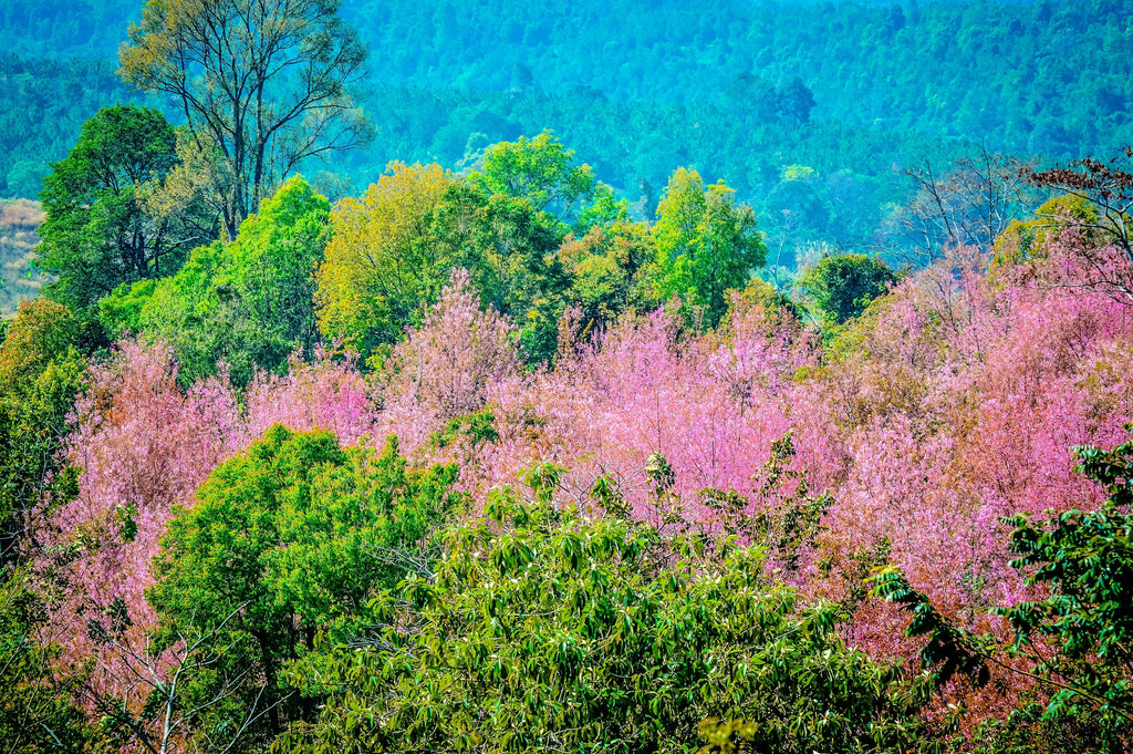 5 HIMALAYAN CHERRY Prunus Cerasoides Pink Flowers Red Fruit Tree Seeds