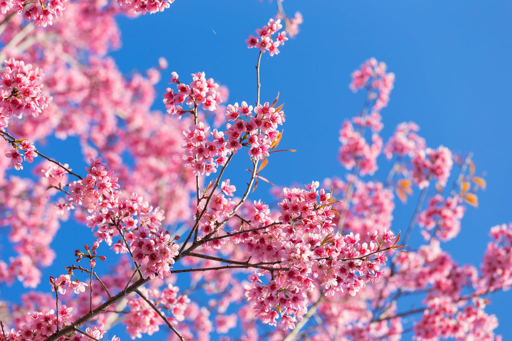 5 HIMALAYAN CHERRY Prunus Cerasoides Pink Flowers Red Fruit Tree Seeds