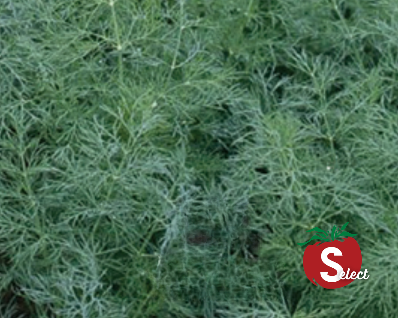 Dukat Dill Seeds