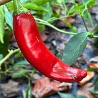 Durango - Seeds - The Pepper Pantry (Formerly Marie Sharp's)